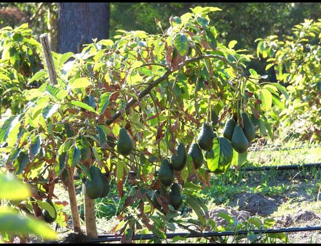 FARM FOR SALE IN RONDEVLEI